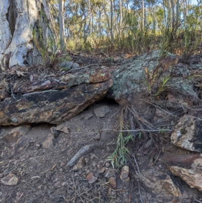 Varanus rosenbergi (Heath or Rosenberg's Monitor) at Campbell, ACT - 23 Apr 2022 by WalterEgo