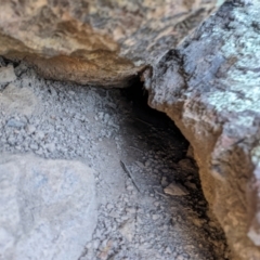 Varanus rosenbergi at Campbell, ACT - 23 Apr 2022