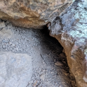 Varanus rosenbergi at Campbell, ACT - suppressed