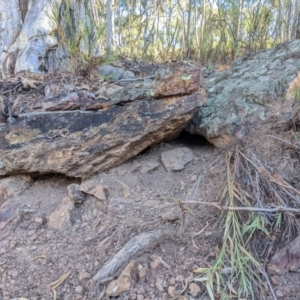 Varanus rosenbergi at Campbell, ACT - suppressed