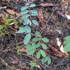 Indigofera australis subsp. australis (Australian Indigo) at Beechworth, VIC - 9 Apr 2022 by Darcy