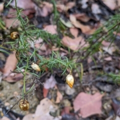 Xerochrysum viscosum (Sticky Everlasting) at Beechworth, VIC - 9 Apr 2022 by Darcy