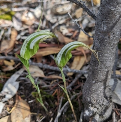 Diplodium ampliatum (Large Autumn Greenhood) at Chiltern, VIC - 9 Apr 2022 by Darcy