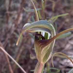 Diplodium laxum at Fadden, ACT - suppressed