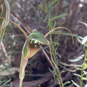 Diplodium laxum at Fadden, ACT - suppressed