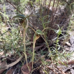 Diplodium laxum at Fadden, ACT - suppressed