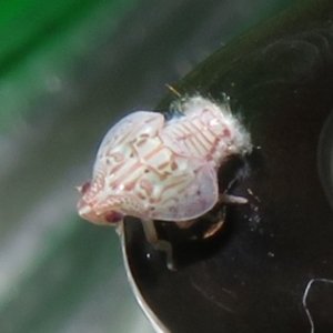 Siphanta sp. (genus) at Flynn, ACT - 10 Apr 2022