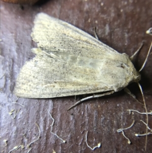 Mythimna (Pseudaletia) convecta at Garran, ACT - 1 Apr 2022 08:08 PM