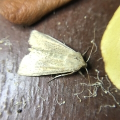 Mythimna (Pseudaletia) convecta at Garran, ACT - 1 Apr 2022 08:08 PM