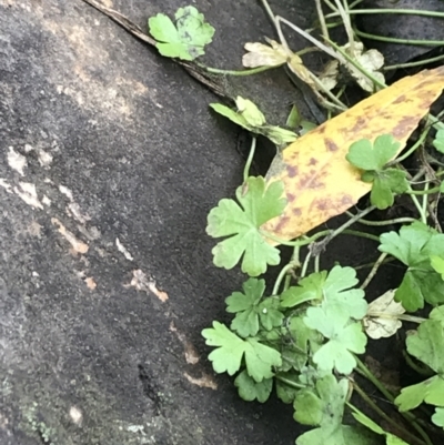 Hydrocotyle sibthorpioides (A Pennywort) at ANU Kingsley Precinct - 8 Apr 2022 by Tapirlord