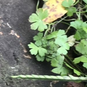 Hydrocotyle sibthorpioides at Acton, ACT - 8 Apr 2022 03:21 PM