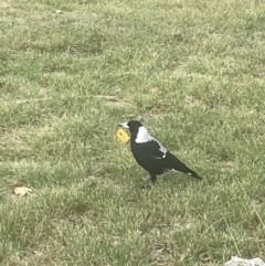 Gymnorhina tibicen (Australian Magpie) at Garran, ACT - 6 Apr 2022 by Tapirlord