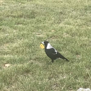 Gymnorhina tibicen at Garran, ACT - 6 Apr 2022 03:02 PM