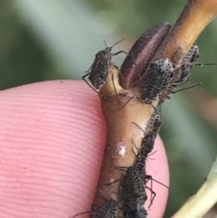 Tuberolachnus salignus (Giant willow aphid) at Phillip, ACT - 6 Apr 2022 by Tapirlord