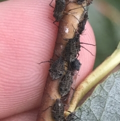 Tuberolachnus salignus at Phillip, ACT - suppressed