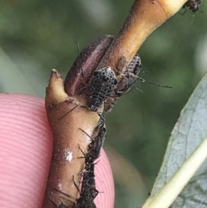 Tuberolachnus salignus at Phillip, ACT - suppressed