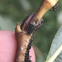 Tuberolachnus salignus at Phillip, ACT - suppressed