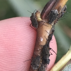 Tuberolachnus salignus at Phillip, ACT - suppressed