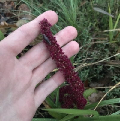 Amaranthus caudatus (Cat's Tail) at Curtin, ACT - 2 Apr 2022 by Tapirlord