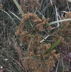 Cyperus exaltatus (Tall Flat-sedge, Giant Sedge) at Curtin, ACT - 2 Apr 2022 by Tapirlord