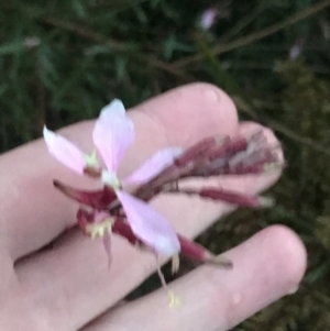 Oenothera lindheimeri at Curtin, ACT - 2 Apr 2022 07:07 PM