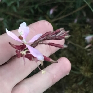 Oenothera lindheimeri at Curtin, ACT - 2 Apr 2022 07:07 PM