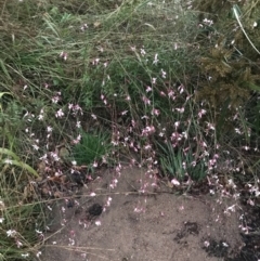 Oenothera lindheimeri at Curtin, ACT - 2 Apr 2022 07:07 PM