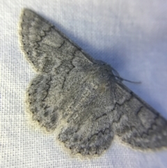 Crypsiphona ocultaria at Garran, ACT - 1 Apr 2022