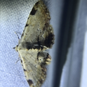 Sandava xylistis at Garran, ACT - 1 Apr 2022