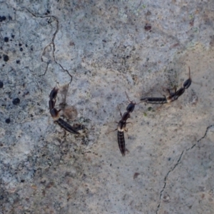 Staphylinidae (family) at Murrumbateman, NSW - 10 Apr 2022