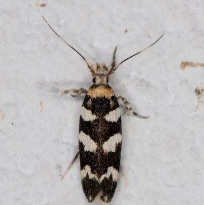 Limnaecia camptosema (Cosmopterigid) at Melba, ACT - 28 Feb 2022 by kasiaaus