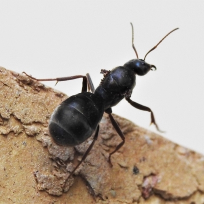 Iridomyrmex purpureus (Meat Ant) at Wanniassa, ACT - 10 Apr 2022 by JohnBundock