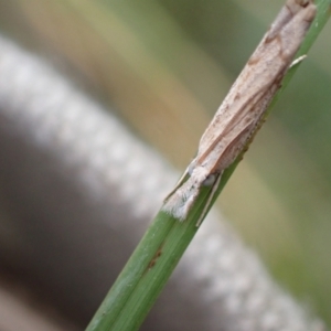 Culladia cuneiferellus at Murrumbateman, NSW - 2 Apr 2022