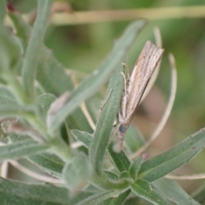 Culladia cuneiferellus at Murrumbateman, NSW - 2 Apr 2022