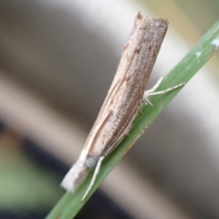 Culladia cuneiferellus at Murrumbateman, NSW - 2 Apr 2022