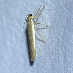 Scoliacma nana (Diminutive Footman) at Jerrabomberra, NSW - 10 Apr 2022 by SteveBorkowskis