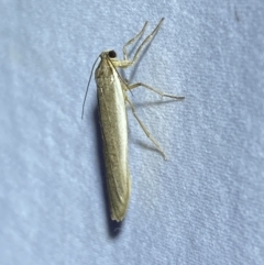 Scoliacma nana (Diminutive Footman) at Jerrabomberra, NSW - 10 Apr 2022 by Steve_Bok