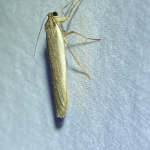 Scoliacma nana at Jerrabomberra, NSW - 10 Apr 2022