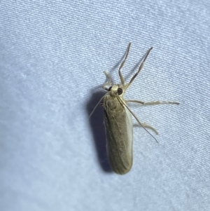 Scoliacma nana at Jerrabomberra, NSW - 10 Apr 2022