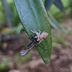 Opisthoncus grassator at Watson, ACT - suppressed