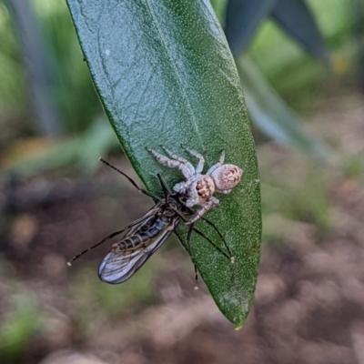 Opisthoncus grassator (Jumping spider) at Watson, ACT - 10 Apr 2022 by AniseStar