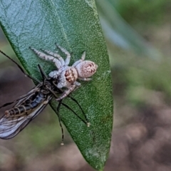 Opisthoncus grassator at Watson, ACT - suppressed