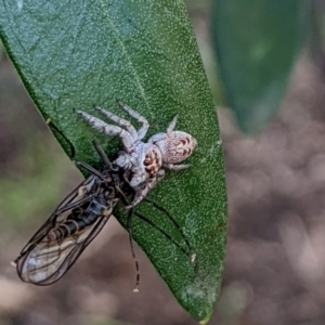 Opisthoncus grassator at Watson, ACT - suppressed