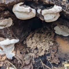 zz Polypore (shelf/hoof-like) at Watson, ACT - 10 Apr 2022 by AniseStar