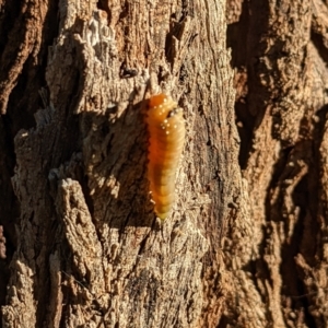 Lophyrotoma sp. (genus) at Watson, ACT - 10 Apr 2022