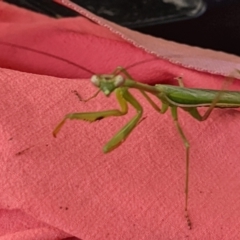 Pseudomantis albofimbriata (False garden mantis) at Watson, ACT - 10 Apr 2022 by AniseStar