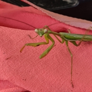 Pseudomantis albofimbriata at Watson, ACT - suppressed