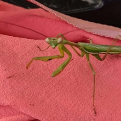 Tenodera australasiae at Watson, ACT - 10 Apr 2022 by AniseStar