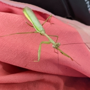 Pseudomantis albofimbriata at Watson, ACT - suppressed