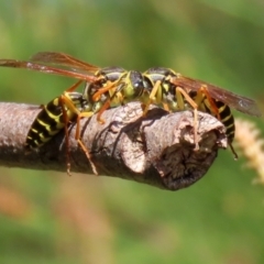 Polistes (Polistes) chinensis (Asian paper wasp) at Isabella Pond - 10 Apr 2022 by RodDeb